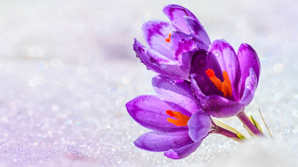 istock Crocuses - blooming purple flowers making their way from under the snow 1149934964