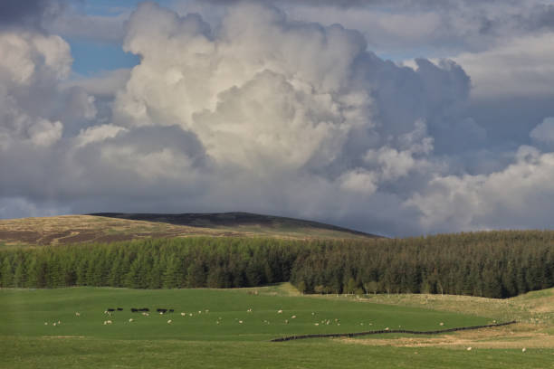 typische schottische landschaft mit kühen auf einem feld - peebles stock-fotos und bilder