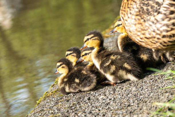 istock Cute ducklings huddled near mother duck. 1149942609
