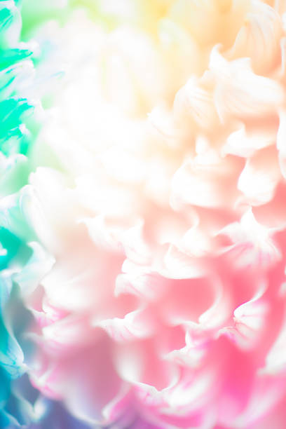 istock Peony colorful chrysanthemum 1149947407