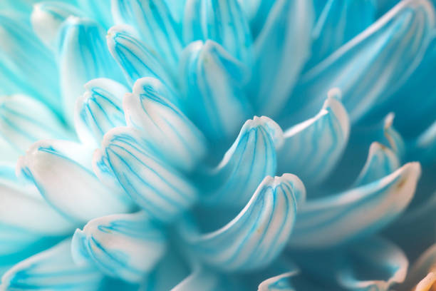 istock Peony colorful chrysanthemum 1149947532