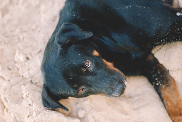 istock A dog chilling on the beach 1149947801