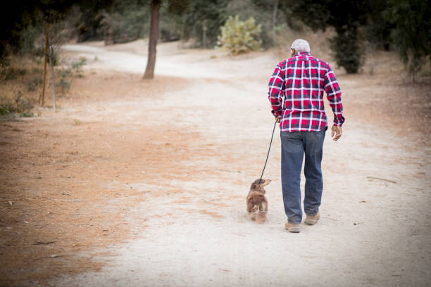 Mature Adult man with samoyed dog outdoors