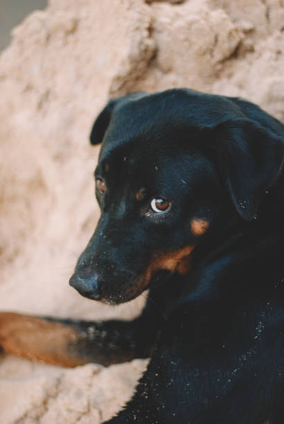 istock A dog chilling on the beach 1149948628