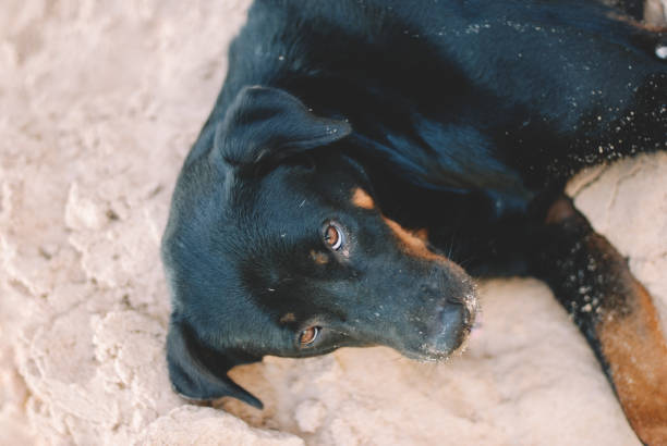 istock A dog chilling on the beach 1149949491
