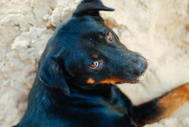 istock A dog chilling on the beach 1149949807