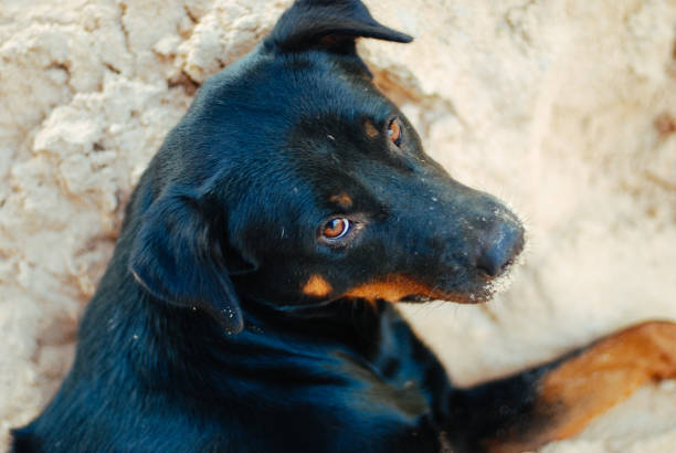 istock A dog chilling on the beach 1149950688