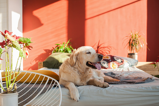 Happy smiling golden retriever puppy dog in bright sunny red walls stylish bedroom with chair, plants, king-size bed, authentic pillows and geometric print plaid.  Pets friendly hotel or home room.