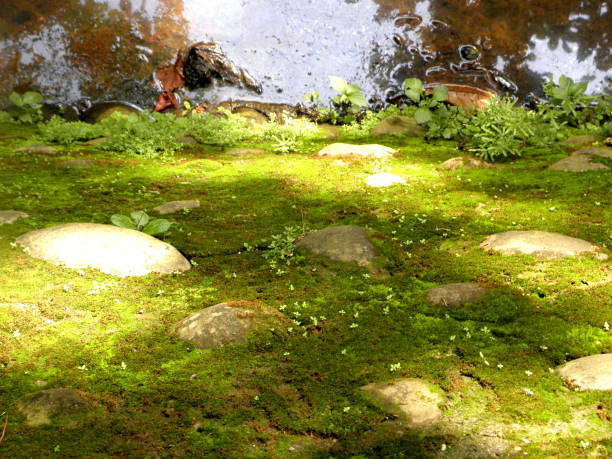 istock Green moss on the ground 1149954054
