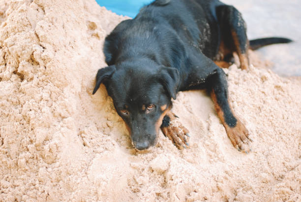 istock A dog chilling on the beach 1149954589