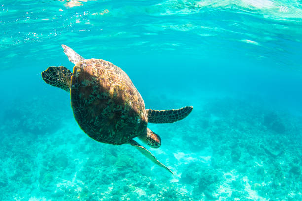 istock Young Sea Turtle swiming in crystal natural waters 1149957258