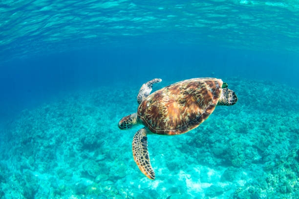 istock Young Sea Turtle swiming in crystal natural waters 1149957268