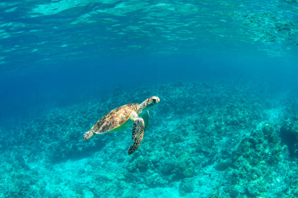 istock Young Sea Turtle swiming in crystal natural waters 1149957275