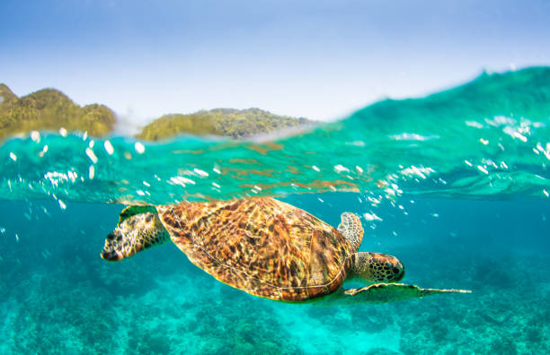 istock Young Sea Turtle swiming in crystal natural waters 1149957277