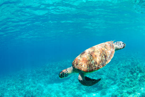 istock Young Sea Turtle swiming in crystal natural waters 1149957278