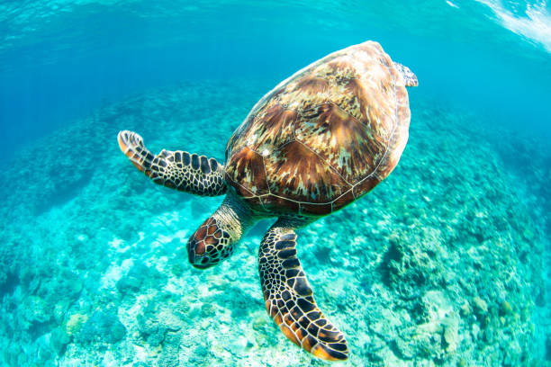 istock Young Sea Turtle swiming in crystal natural waters 1149957279