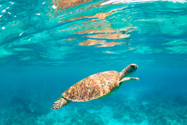 istock Young Sea Turtle swiming in crystal natural waters 1149957285