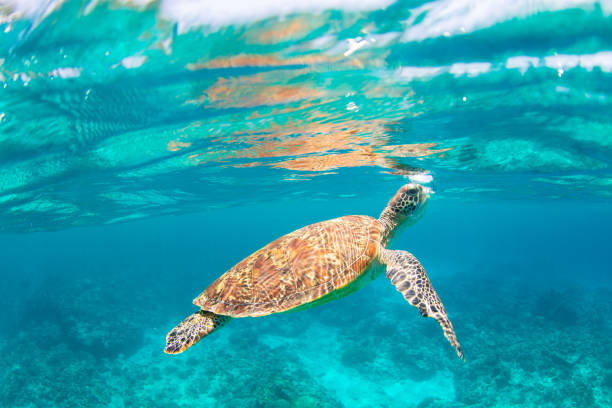 istock Young Sea Turtle swiming in crystal natural waters 1149957287