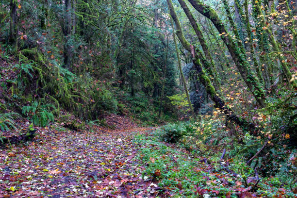 istock Hiking Trail in Portland Oregon 1149957628