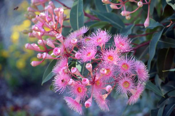 Pink blossoms and buds of the Australian native Corymbia Summer Beauty, family Myrtaceae. Cultivar of Corymbia ficifolia which is endemic to Western Australia Cultivar of Corymbia ficifolia which is endemic to Western Australia. Small tree that is a common and beautiful addition to Australian gardens. australian wildflower stock pictures, royalty-free photos & images