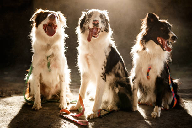 Three dogs sitting in a dusty place.