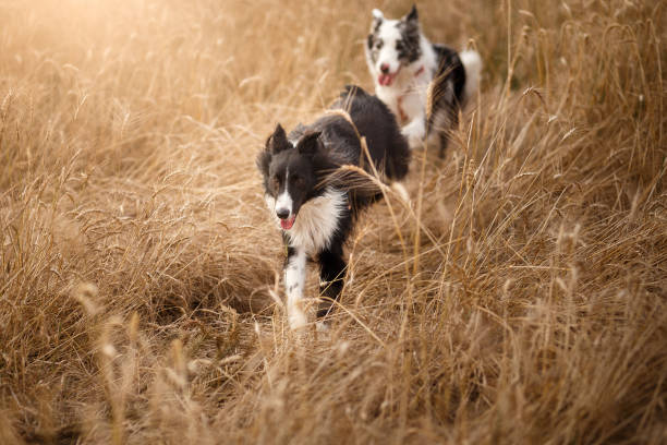 Two dogs running in a wheat field.