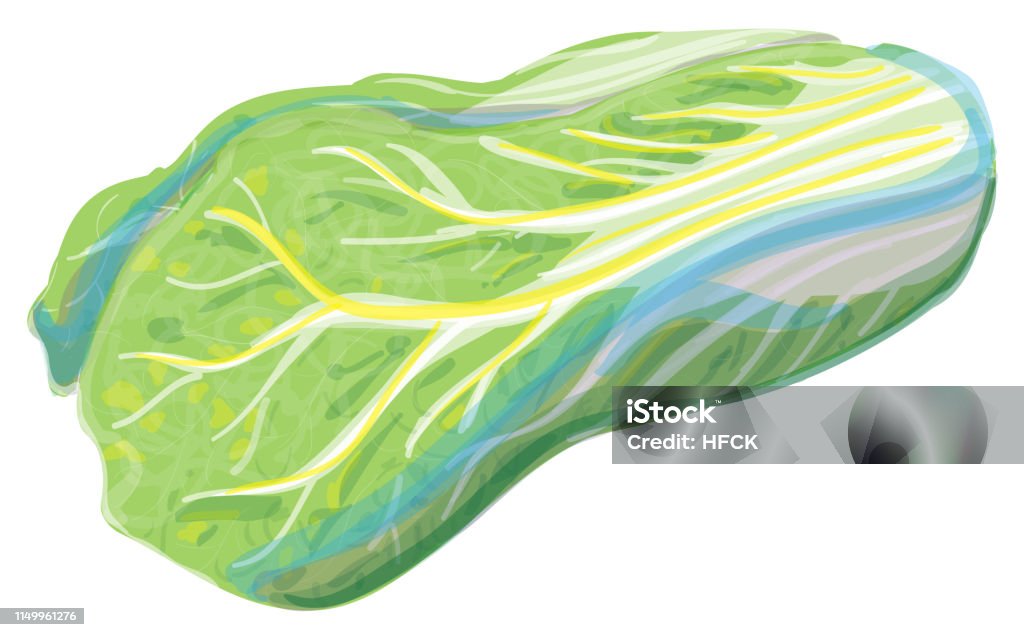 One napa cabbage Lying at an angle Chinese Cabbage stock vector