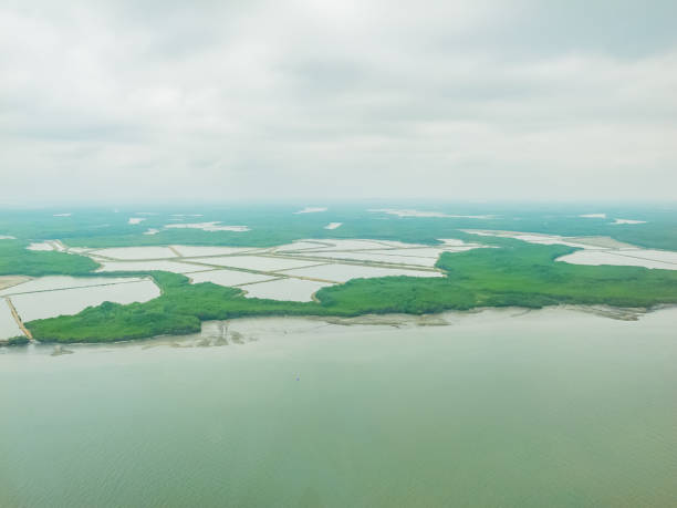 istock large shrimp farming in ecuador 1149962980