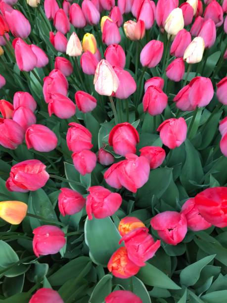 istock Pink tulips in bloom 1149966017
