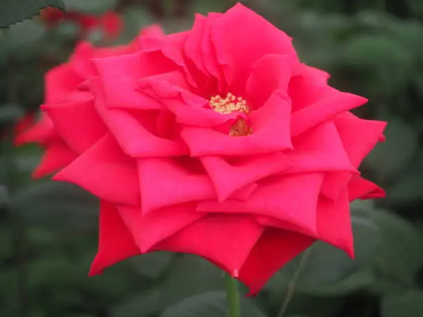 A single-flower of pink rose
