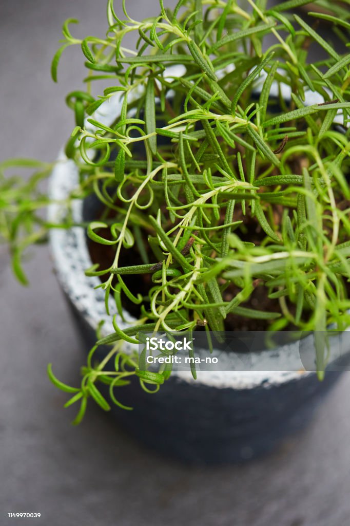 Planta de potting - Foto de stock de Arcilla libre de derechos Planta de potting - Foto de stock de Arcilla libre de derechos