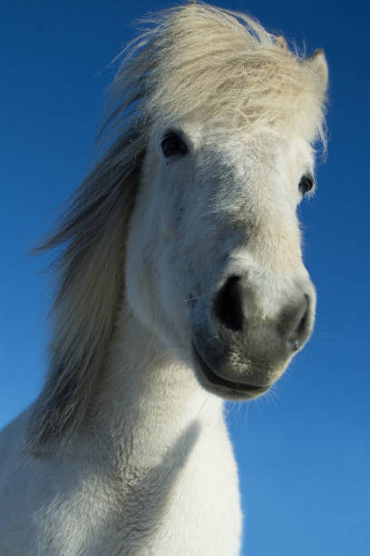 istock wild iceland horses with snow 1149978115