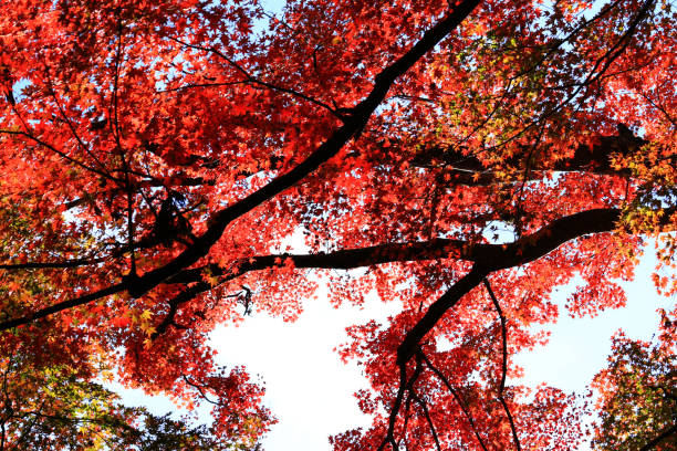 istock Looking up in the autumn forest 1149984950