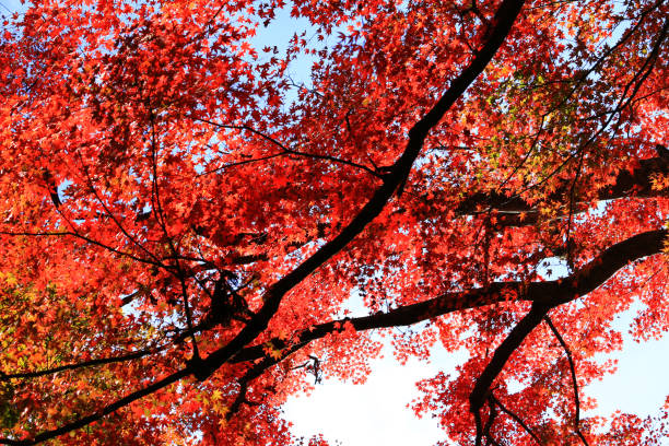 istock Looking up in the autumn forest 1149984952