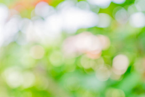 istock Blurred leaves in nature with bright colors 1149989815