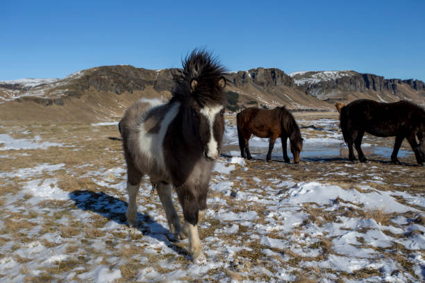 istock wild iceland horses with snow 1149990197