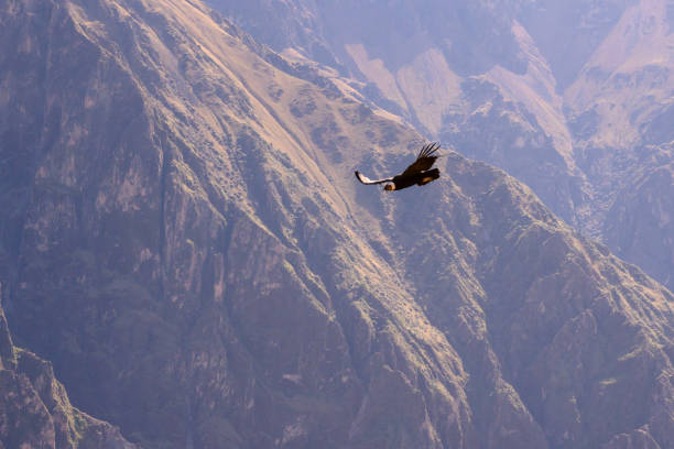 istock Andean Condor 1149990557