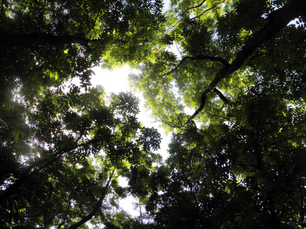 istock Looking up forest tree from ground view sunlight on the background 1149992650