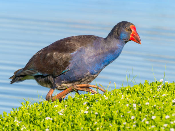 istock Purple Swamphen Next to Lake 1149992669