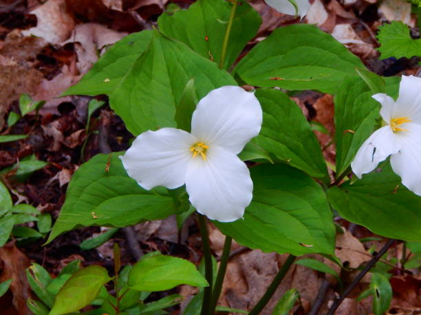 istock White Trillium Wildflowers 1149992918