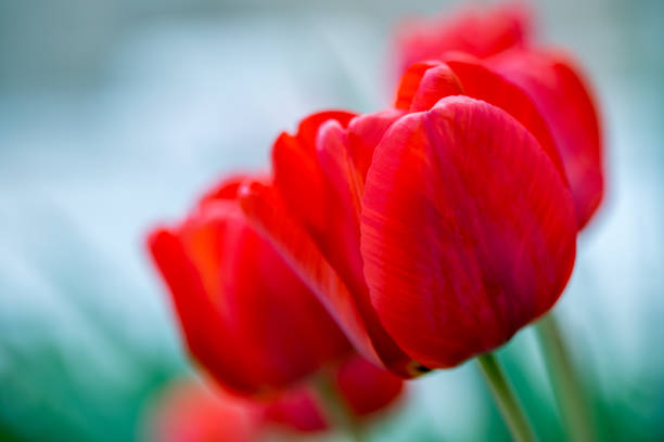 istock Red Tulip Flowers 1149994970