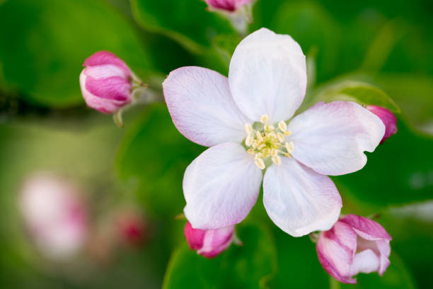 istock Apple Flowers Blossom 1149995079