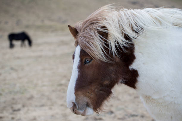istock wild iceland horses with snow 1149996288