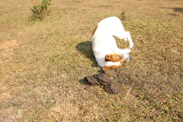 istock white puppy playing on the green meadow 1149996870