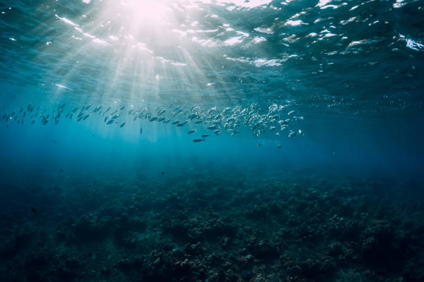 underwater view with tuna school fish in ocean - swimming animal imagens e fotografias de stock