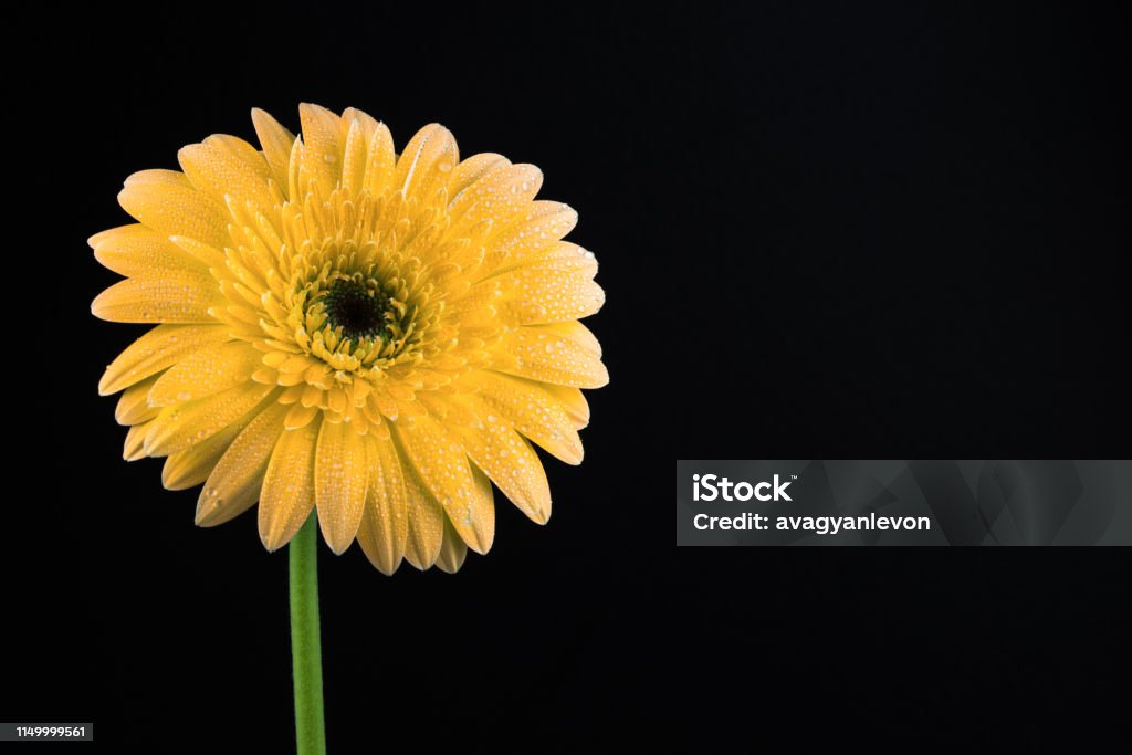 Orange Flower Isolated on The Black Background Daisy gerbera flower with green stem Beauty In Nature Stock Photo Orange Flower Isolated on The Black Background Daisy gerbera flower with green stem Beauty In Nature Stock Photo