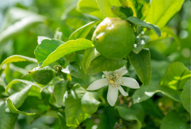 istock citrus and flower on a lemon tree on a sunny day 1150001618
