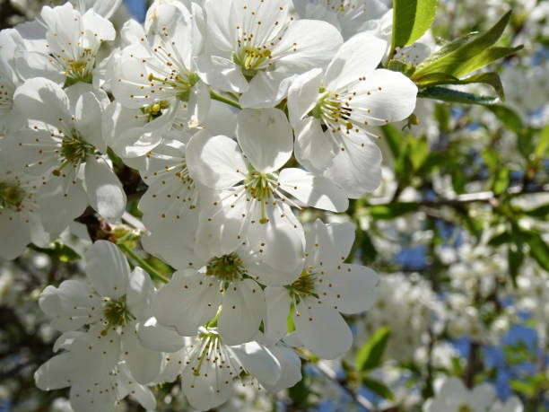 istock White cherry blossoms of Prunus cerasus 1150004984