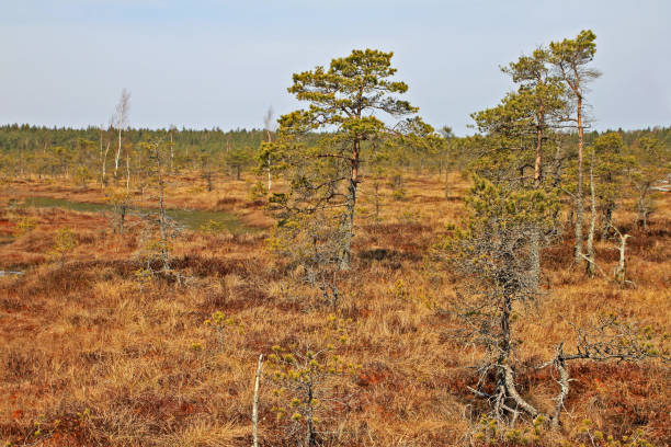 istock Great Kemeri Bog in Latvia 1150006537