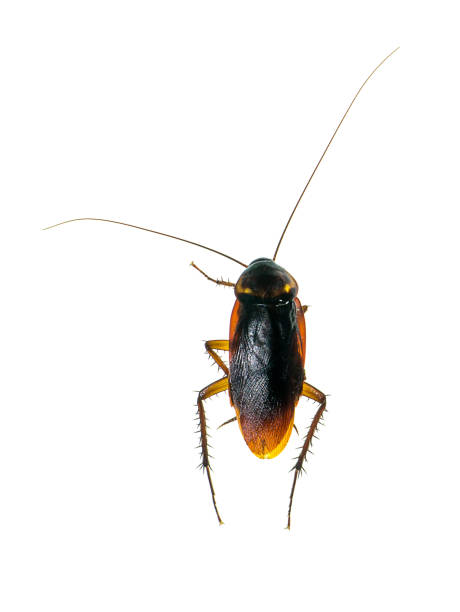 istock Close up Cockroachs  dead on white background 1150007732